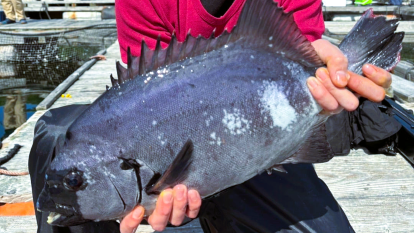 海上釣り堀水宝で釣れたイシダイ