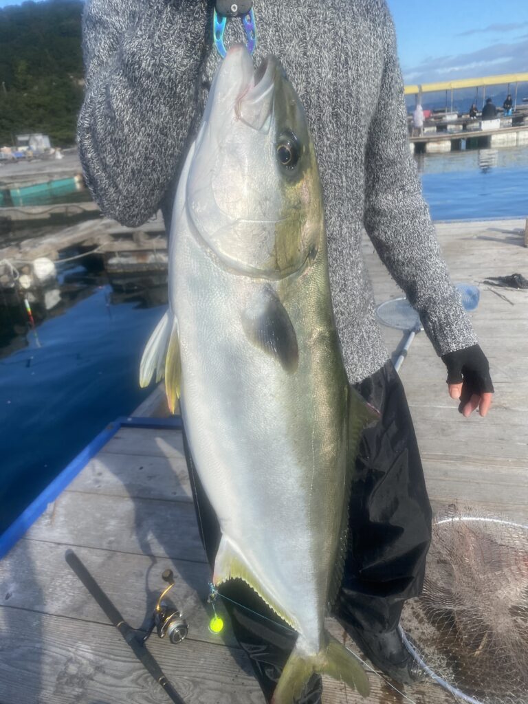 海上釣り堀水宝で釣れた大ヒラマサ