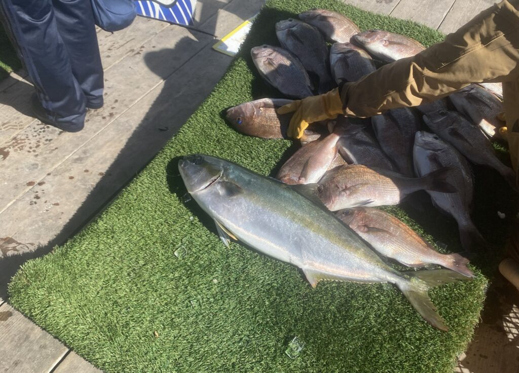 海上釣り堀水宝で釣れた大ヒラマサとタイ
