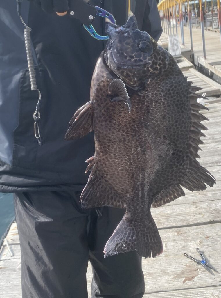 海上釣り堀水宝で釣れたイシガキダイ