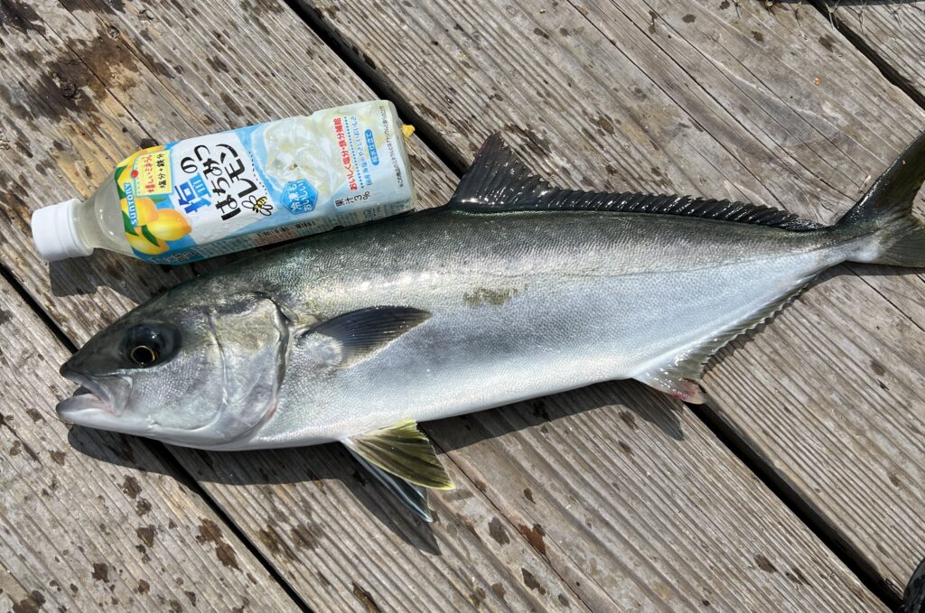 海上釣り堀水宝で釣れたヒラマサ