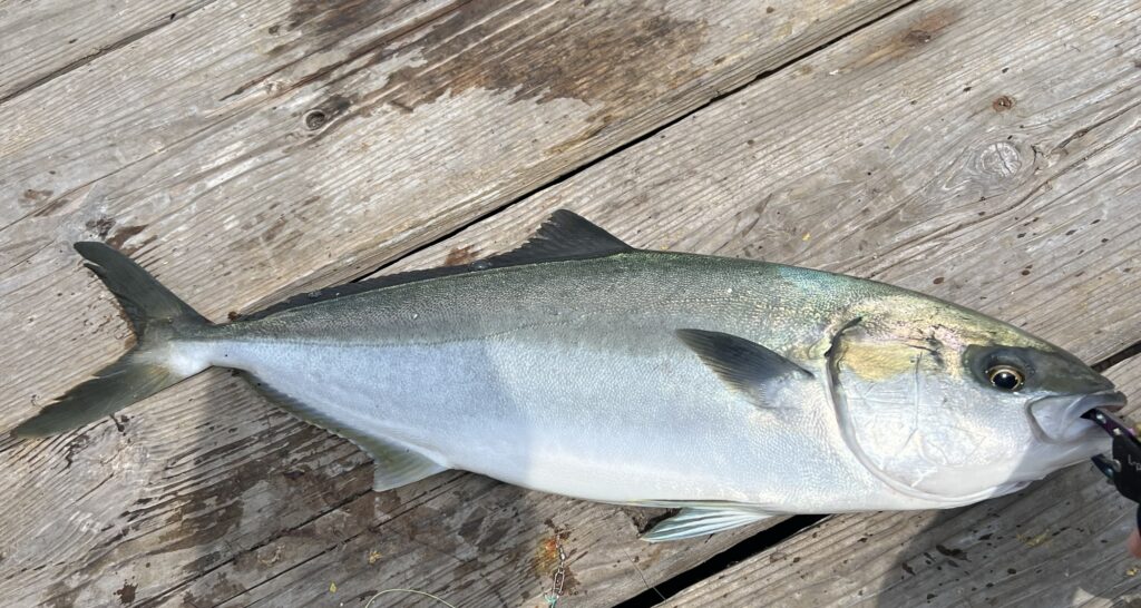 海上釣り堀水宝で釣れたハマチ
