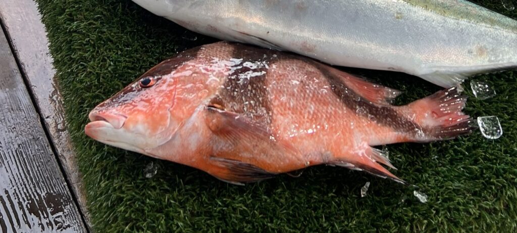 海上釣り堀水宝で釣れたセンネンダイ