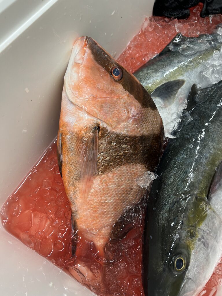 海上釣り堀水宝で釣れたセンネンダイ