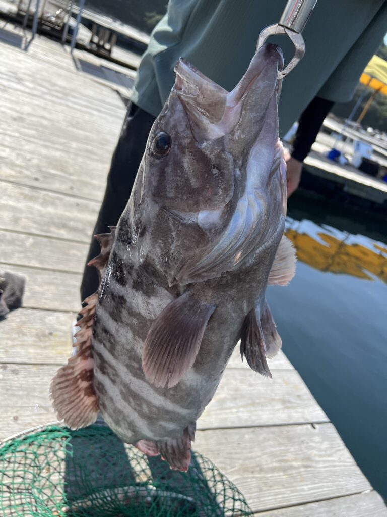 海上釣り堀水宝で釣れたクエ