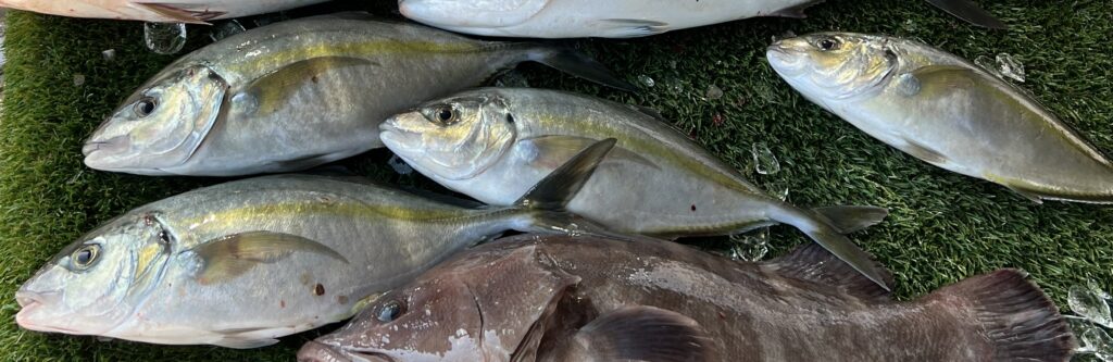 海上釣り堀水宝で釣れたシマアジ
