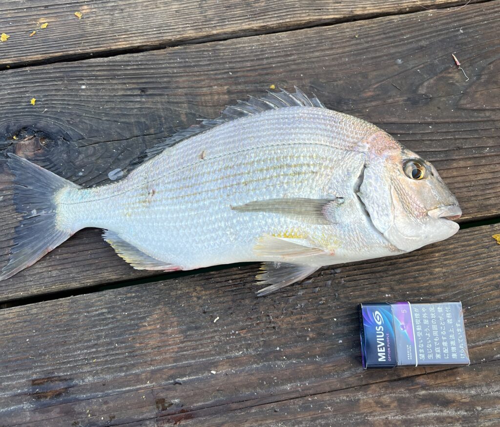 海上釣り堀水宝で釣れたヘダイ