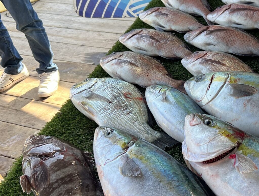 海上釣り堀水宝で釣れたヘダイ