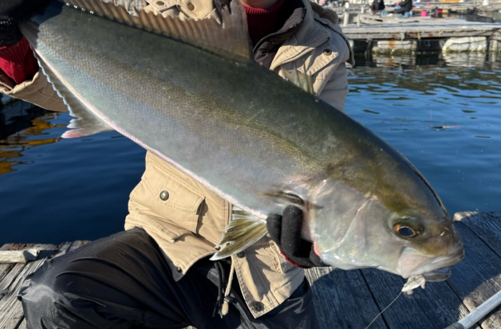 海上釣り堀水宝で釣れたカンパチ