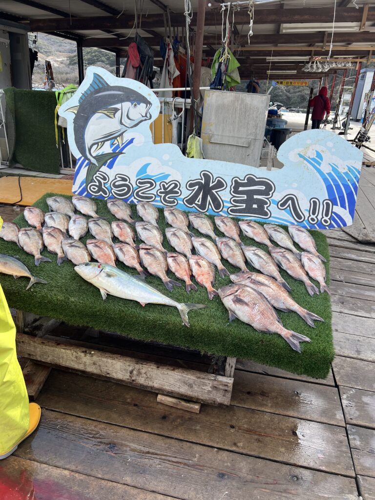 海上釣り堀　タイ　大鯛