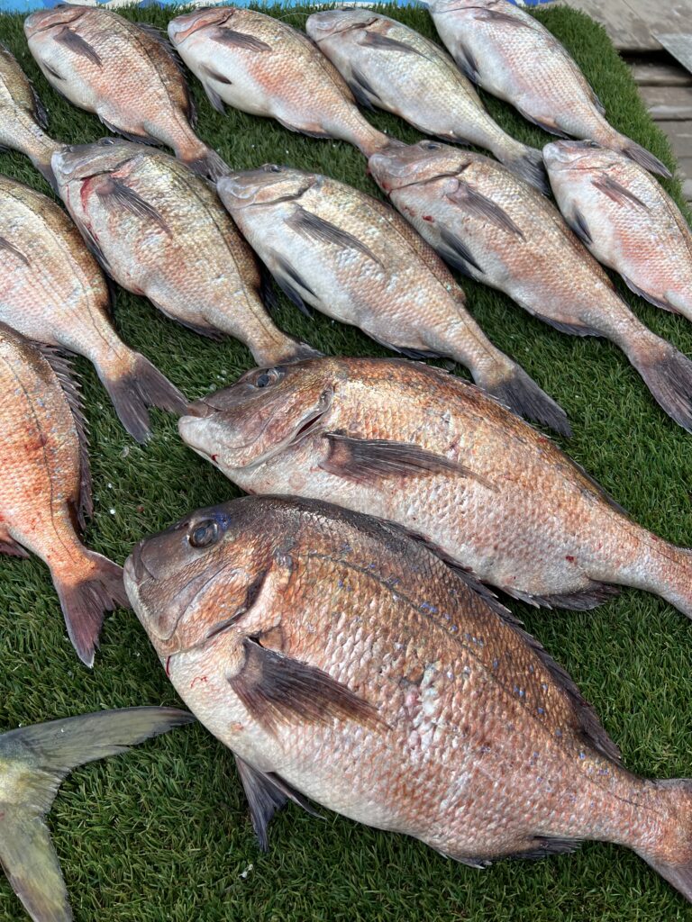 海上釣り堀水宝で釣れた大鯛
