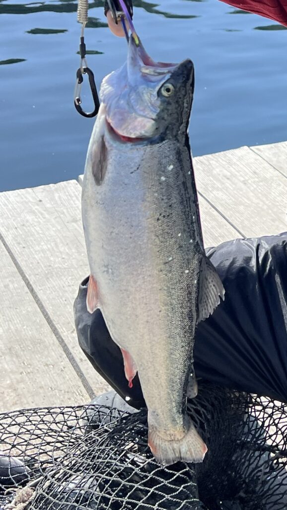 海上釣り堀水宝で釣れたサーモン