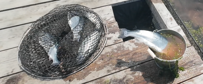 海上釣り堀水宝で釣った銀姫サーモン