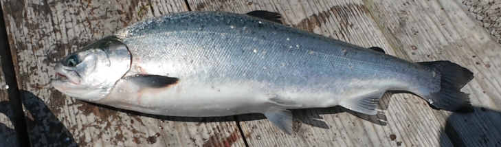 海上釣り堀水宝で釣った銀姫サーモン