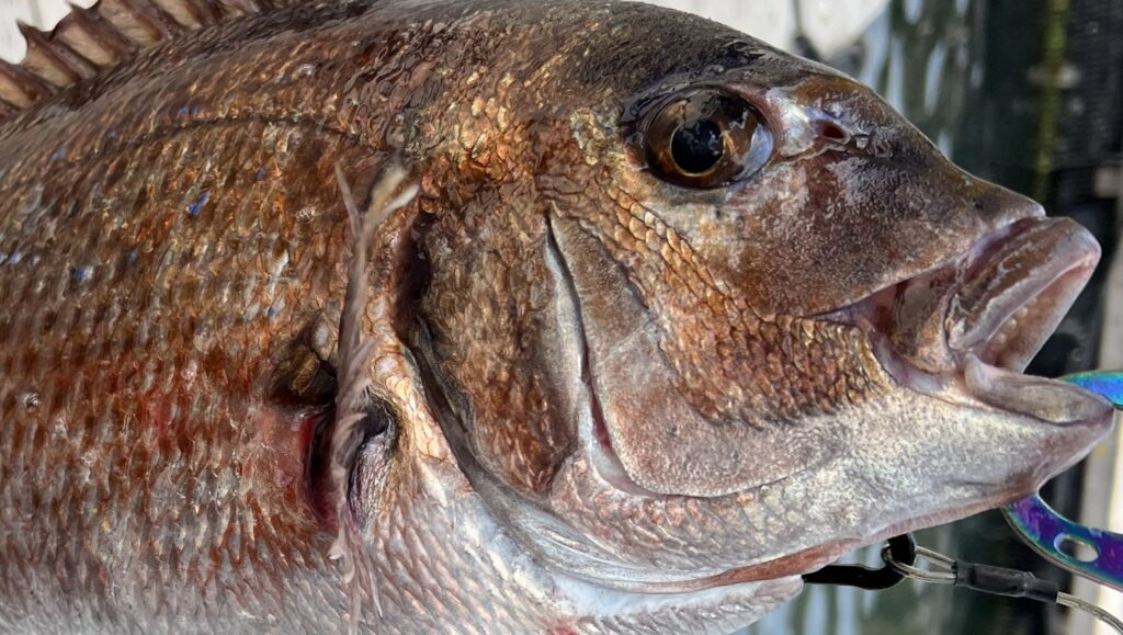海上釣り堀で釣れたタイ