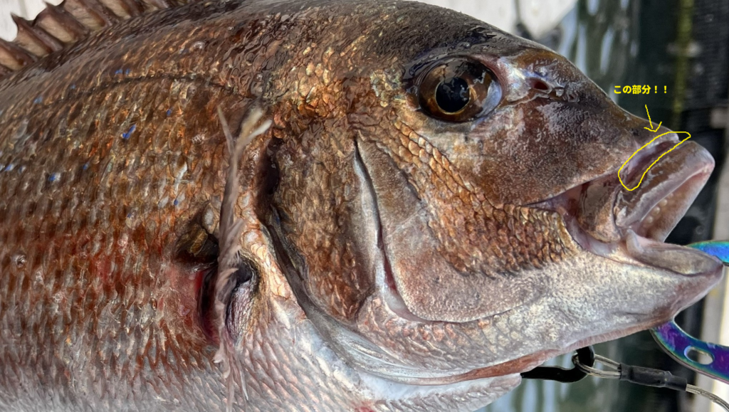 海上釣り堀で釣れたタイ