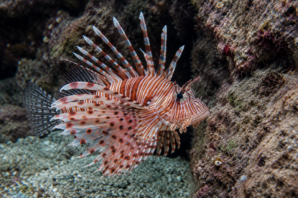 危険な魚、ミノカサゴ