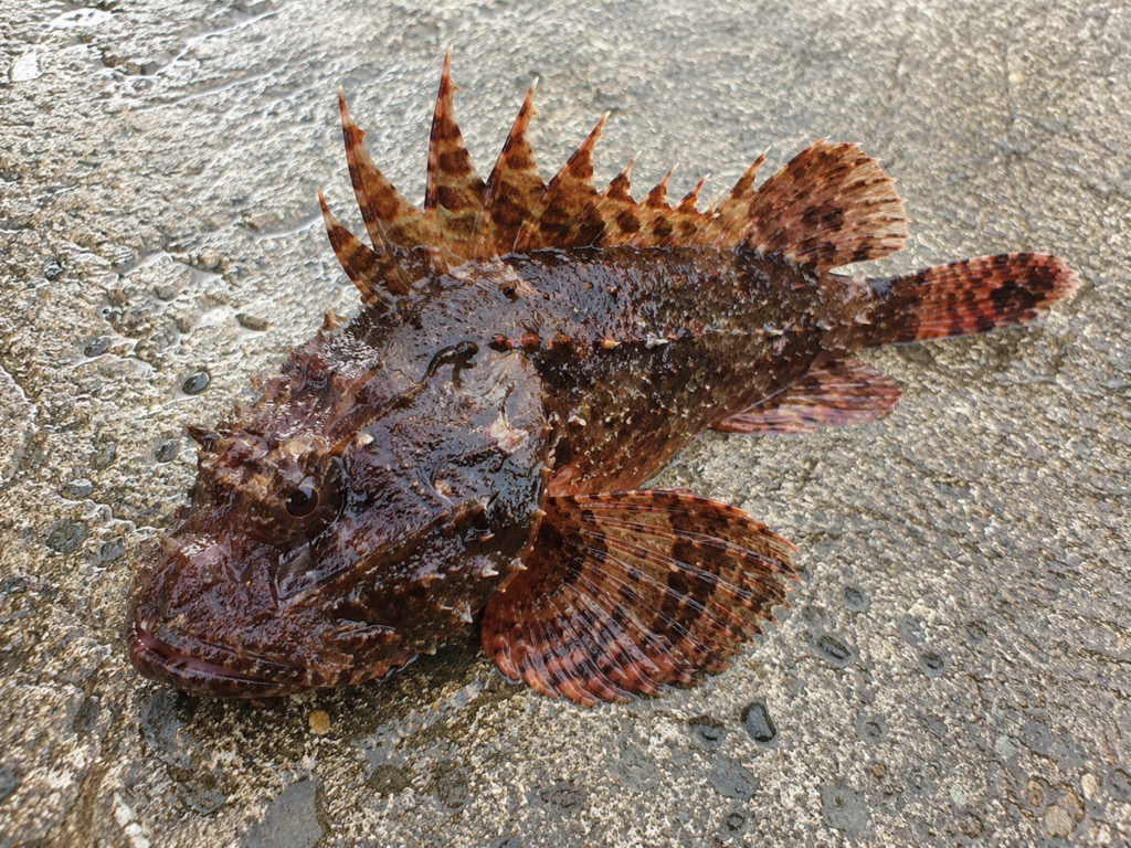 危険な魚、オコゼ