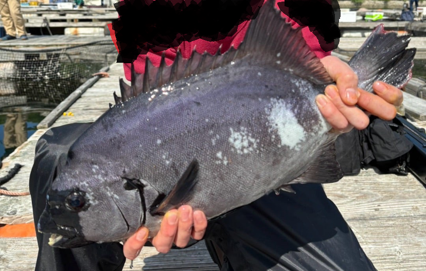 海上釣堀水宝で釣れたイシダイ