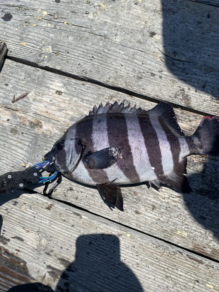 海上釣堀水宝で釣れたイシダイ