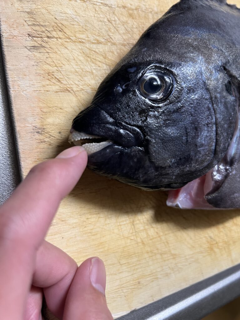 イシダイ