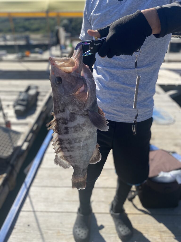 海上釣堀水宝で釣れたクエ